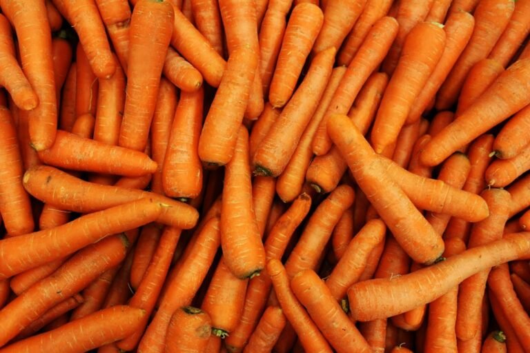 découvrez comment conserver vos carottes pelées bien croquantes plus longtemps grâce à nos astuces simples et efficaces.