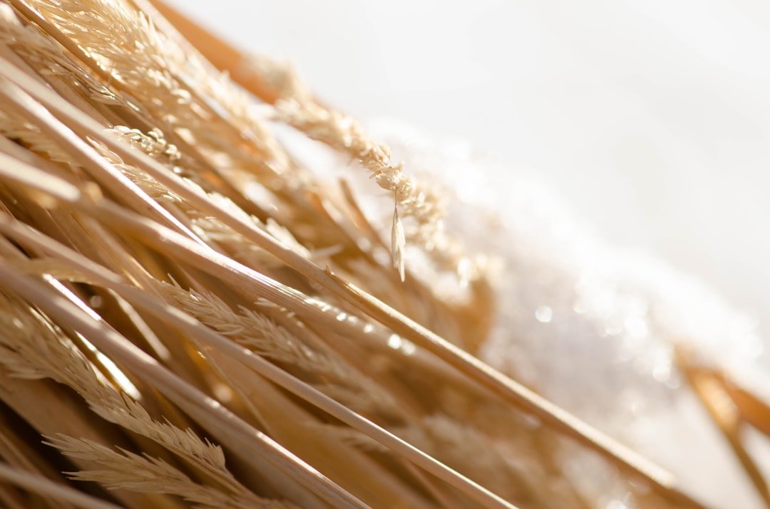 découvrez comment entretenir vos grains de kéfir pour garantir une fermentation optimale et une boisson délicieuse et saine.