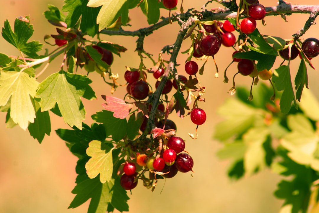 extraction de jus de groseille rouge : découvrez les meilleures méthodes pour obtenir un jus naturel, frais et riche en saveurs.