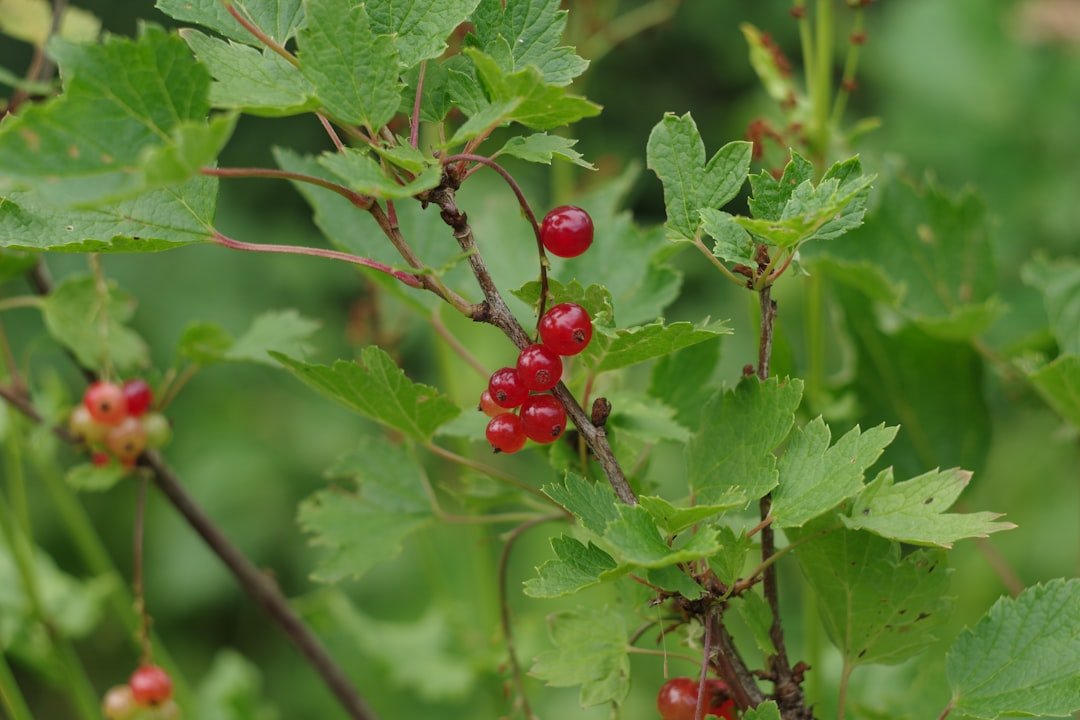 extraction de jus de groseilles rouges : découvrez des méthodes efficaces pour obtenir un jus frais, naturel et savoureux à partir de groseilles rouges.