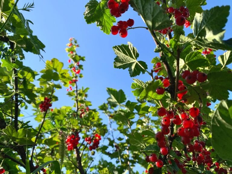 extraction de jus de groseille rouge : découvrez des méthodes efficaces pour obtenir un jus naturel, frais et savoureux à partir de groseilles rouges.