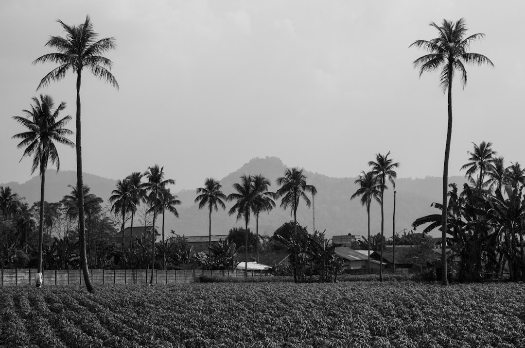 découvrez tout sur le manioc, une racine tropicale riche en amidon, essentielle dans l'alimentation et utilisée dans diverses cuisines à travers le monde.