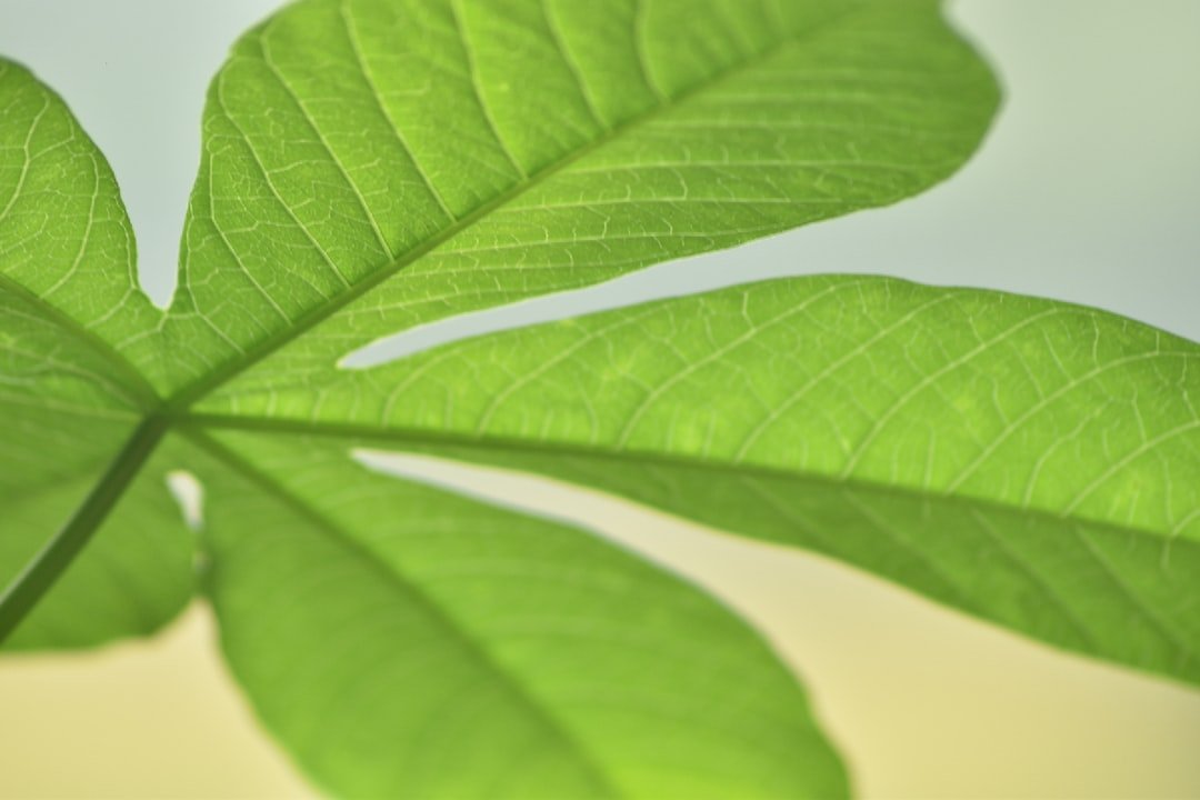 découvrez tout sur le manioc, une plante tropicale essentielle utilisée en alimentation et industrie, riche en amidon et versatile dans de nombreuses recettes.