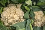 découvrez les meilleures méthodes pour conserver le chou-fleur frais plus longtemps, en gardant toute sa saveur et ses nutriments.