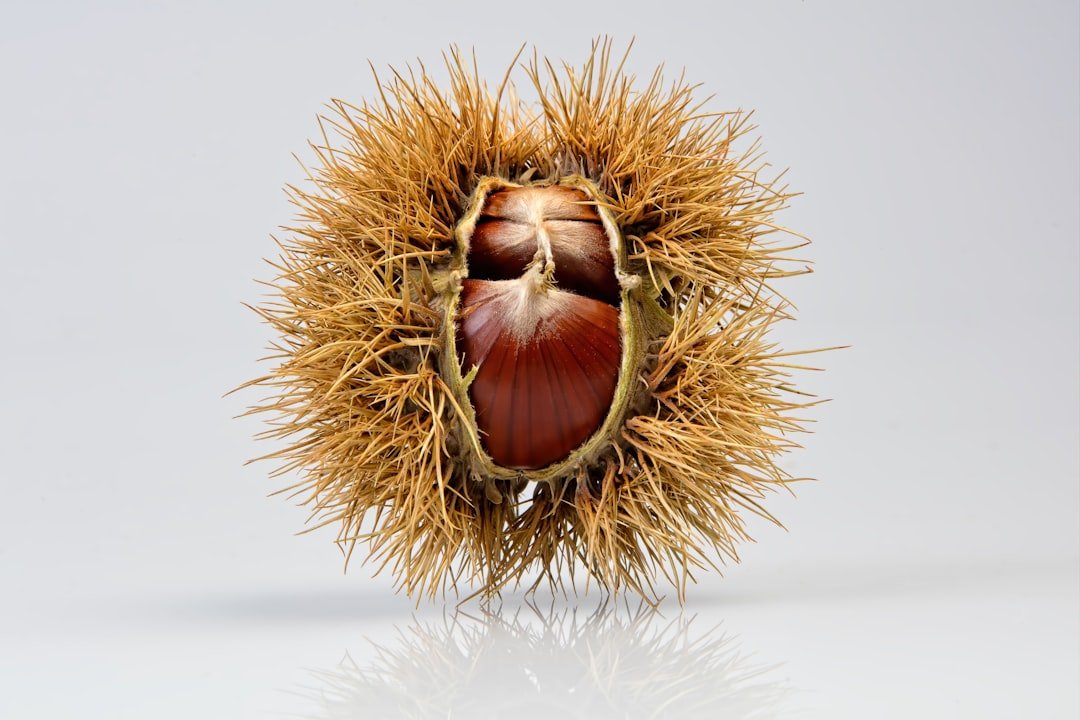 découvrez les bienfaits du peeling au marron, une méthode naturelle pour revitaliser et illuminer votre peau en douceur.