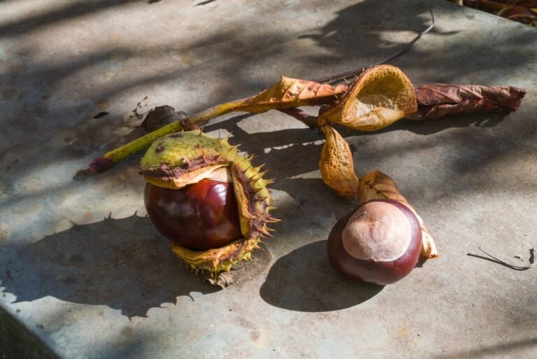 découvrez le peeling à la châtaigne, un soin naturel pour exfolier et revitaliser votre peau en douceur.