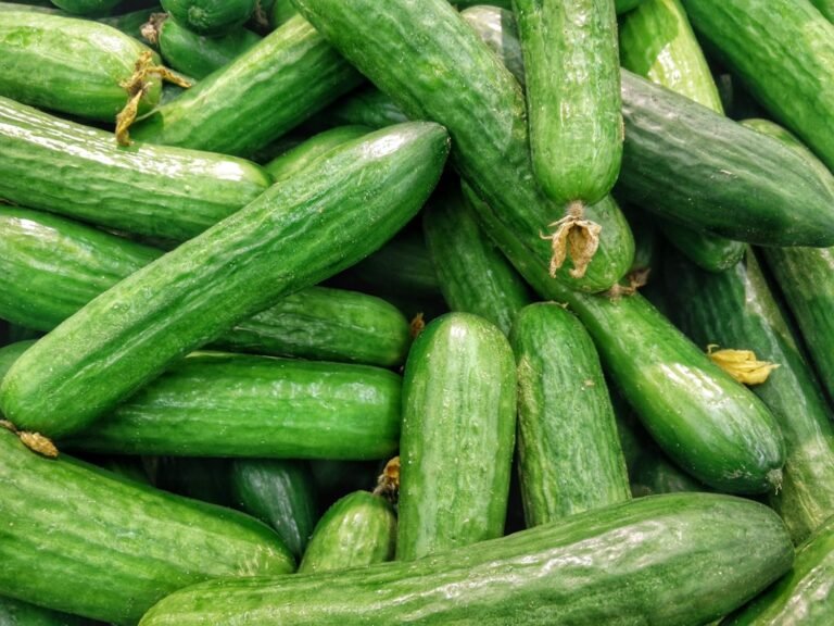 découvrez les meilleures méthodes de conservation des concombres pour préserver leur fraîcheur et leur croquant plus longtemps.