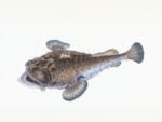 découvrez le monkfish, un poisson de mer apprécié pour sa chair ferme et délicate, idéal pour des recettes savoureuses et originales.