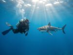 Prévenir une morsure de requin en plongée : conseils de sécurité pour plongeurs
