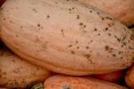 découvrez le spaghetti squash, une alternative saine et délicieuse aux pâtes traditionnelles, riche en fibres et faible en calories.