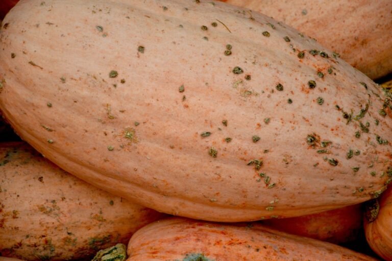 découvrez le spaghetti squash, une alternative saine et délicieuse aux pâtes traditionnelles, riche en fibres et faible en calories.