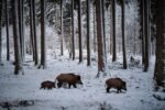 découvrez des recettes savoureuses à base de sanglier, faciles à préparer pour des repas gourmands et authentiques.