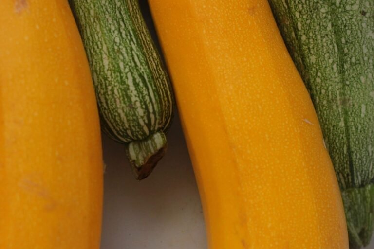 découvrez les meilleures méthodes pour conserver les courgettes fraîchement récoltées et prolonger leur durée de vie grâce à des techniques simples et efficaces de préservation.